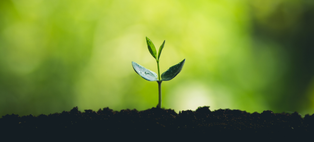 Plant Growing Plant Growing